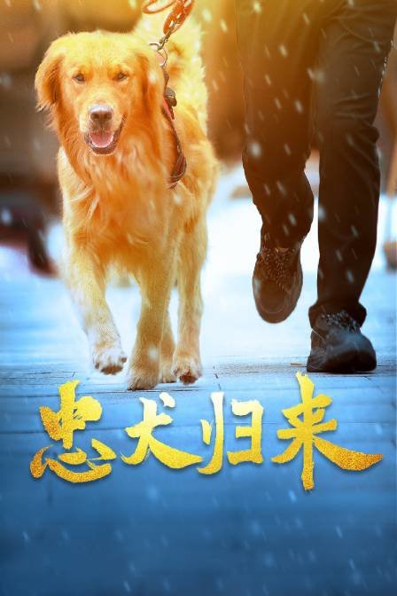 忠犬归来海报剧照